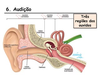 6. Audição
Três
regiões dos
ouvidos
 