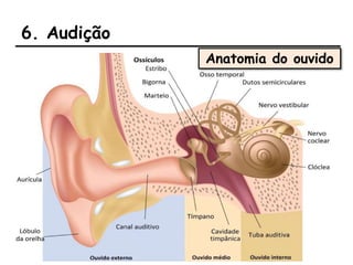 6. Audição
Anatomia do ouvido
 