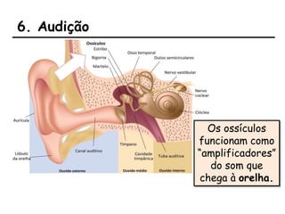 6. Audição
Os ossículos
funcionam como
“amplificadores”
do som que
chega à orelha.
 