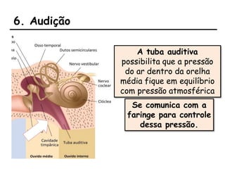 6. Audição
A tuba auditiva
possibilita que a pressão
do ar dentro da orelha
média fique em equilíbrio
com pressão atmosférica
Se comunica com a
faringe para controle
dessa pressão.
 