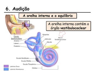6. Audição
A orelha interna e o equilíbrio
A orelha interna contém o
órgão vestibulococlear
 