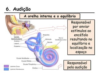 6. Audição
A orelha interna e o equilíbrio
Responsável
pela audição
Responsável
por enviar
estímulos ao
encéfalo
resultando no
equilíbrio e
localização no
espaço
 