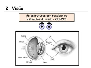 2. Visão
As estruturas por receber os
estímulos da visão - OLHOS
 