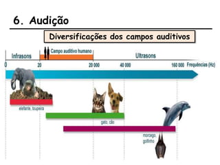6. Audição
Diversificações dos campos auditivos
 