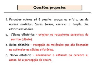 1. Perceber odores só é possível graças ao olfato, um de
nossos sentidos. Dessa forma, escreva a função das
estruturas abaixo.
a. Células olfatórias - originar os receptores sensoriais do
sentido (olfato).
b. Bulbo olfatório – recepção de moléculas que são liberadas
ao estimular as células olfatórias.
c. Nervo olfatório – encaminhar o estímulo ao cérebro e,
assim, há a percepção do cheiro.
Questões propostas
 
