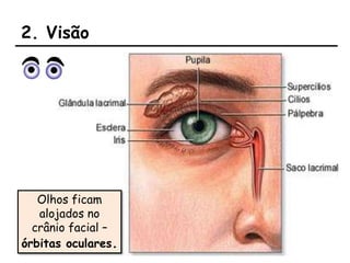 2. Visão
Olhos ficam
alojados no
crânio facial –
órbitas oculares.
 