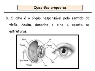 8. O olho é o órgão responsável pelo sentido da
visão. Assim, desenhe o olho e aponte as
estruturas.
Questões propostas
 