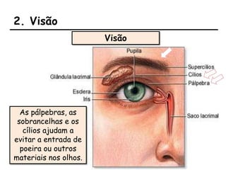 2. Visão
Visão
As pálpebras, as
sobrancelhas e os
cílios ajudam a
evitar a entrada de
poeira ou outros
materiais nos olhos.
 