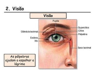 2. Visão
Visão
As pálpebras
ajudam a espalhar a
lágrima
 