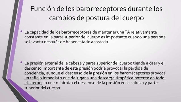 Resultado de imagen para Función de los barorreceptores durante los cambios de postura del cuerpo.