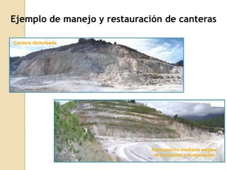 Ejemplo de manejo y restauración de canteras

Cantera disturbada




                              Restauración mediante empleo
                               de banquetas y revegetación
 