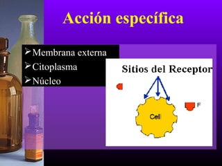 Membrana externa
Citoplasma
Núcleo
Acción específica
 