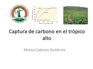 Captura de carbono en el trópico
              alto
      Marco Cabezas Gutiérrez
 