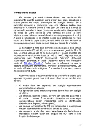 27
Montagem de Insetos
Os insetos que você coletou devem ser montados tão
rapidamente quanto possível, para evitar que seus apêndices e
outras partes do corpo endureçam na posição errada. Se o
exemplar ressecar e endurecer, use uma câmara úmida para
amolecê-lo. A câmara úmida é feita com um vidro de ± 5 litros de
capacidade, com boca larga (vidros vazios de picles são perfeitos);
no fundo do vidro coloca-se uma camada de areia (± 3cm)
misturada com bolinhas de naftalina trituradas (para prevenir mofo).
A areia é umedecida e os insetos secos são colocados no vidro
sobre uma folha de papel toalha; o vidro deve ser bem fechado; os
insetos amolecem em cerca de dois dias, por causa da umidade.
A montagem é feita com alfinetes entomológicos, que variam
em espessura de 000 até 10; o comprimento é em geral de 37 a 38
mm. Os mais usados são os de números 0 e 1. Esses alfinetes são
importados e vendidos em lotes de 100 ou 1000. Algumas marcas
tradicionais são: "Elefant" (austríacos), "Morpho" (tchecos),
"Karlsbader" (alemães) e "Asta" (ingleses). Existe um fornecedor
nacional: Alfinetes "Papillon". Saiba que os alfinetes comuns de
costura enferrujam prontamente. Portanto, preferencialmente, use
somente alfinetes entomológicos. É a melhor forma de conservar
insetos de corpo duro.
Observe abaixo o esquema básico de um inseto e atente para
algumas regrinhas gerais que você deve observar ao montar seus
insetos:
 O inseto deve ser espetado em posição rigorosamente
perpendicular ao alfinete.
 Os apêndices como antenas e pernas devem ficar em posição
simétrica.
 As antenas, quando longas, devem ser voltadas para trás e
circundar o inseto. É necessário distender as asas cujas
características sejam importantes para a identificação
(Lepidoptera, Diptera, Himenoptera).
 As pernas, principalmente P3 em gafanhotos e esperanças,
devem ficar distendidas e baixas, juntas do corpo.
 As margens anais das asas anteriores de borboletas e
mariposas devem fazer um ângulo de 90° com o eixo
longitudinal do corpo.
 