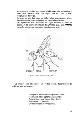 28
 As margens costais das asas posteriores de borboletas e
mariposas devem fazer um ângulo de 90° com o eixo
longitudinal do corpo.
 As asas de um dos lados de gafanhotos, esperanças, grilos,
louva-deuses e baratas podem ser montadas abertas.
 Os apêndices são mantidos no lugar durante a fase de
secagem do exemplar através de alfinetes-guia, que JAMAIS
deverão traspassar quaisquer estruturas do inseto.
http://www.webbee.org.br/didatico/fig05_pg02.jpg
Os insetos são alfinetados em certos locais, dependendo da
ordem a que pertencem:
Coleptera: no élitro direito perto da base.
Hemiptera (Heteroptera): no escutelo.
Dermaptera: no meio do élitro direito.
Mantodea: no metatórax.
Demais ordens: no mesotórax.
 
