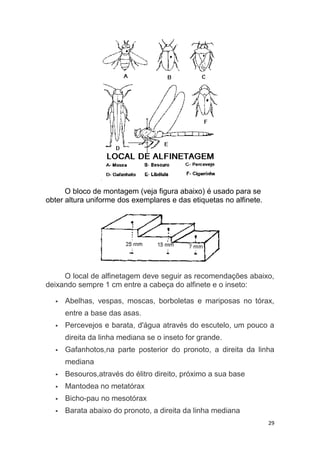 29
O bloco de montagem (veja figura abaixo) é usado para se
obter altura uniforme dos exemplares e das etiquetas no alfinete.
O local de alfinetagem deve seguir as recomendações abaixo,
deixando sempre 1 cm entre a cabeça do alfinete e o inseto:
 Abelhas, vespas, moscas, borboletas e mariposas no tórax,
entre a base das asas.
 Percevejos e barata, d'água através do escutelo, um pouco a
direita da linha mediana se o inseto for grande.
 Gafanhotos,na parte posterior do pronoto, a direita da linha
mediana
 Besouros,através do élitro direito, próximo a sua base
 Mantodea no metatórax
 Bicho-pau no mesotórax
 Barata abaixo do pronoto, a direita da linha mediana
 