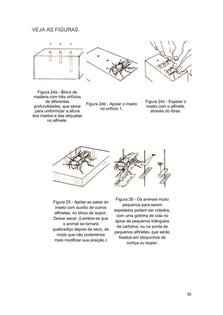 30
VEJA AS FIGURAS.
Figura 24a - Bloco de
madeira com três orifícios
de diferentes
profundidades, que serve
para uniformizar a altura
dos insetos e das etiquetas
no alfinete.
Figura 24b - Apoiar o inseto
no orifício 1.
Figura 24c - Espetar o
inseto com o alfinete,
através do tórax.
Figura 25 - Ajeitar as patas do
inseto com auxílio de outros
alfinetes, no bloco de isopor.
Deixar secar. (Lembre-se que
o animal se tornará
quebradiço depois de seco, de
modo que não poderemos
mais modificar sua posição.)
Figura 26 - Os animais muito
pequenos para serem
espetados podem ser colados,
com uma gotinha de cola no
ápice de pequenos triângulos
de cartolina, ou na ponta de
pequenos alfinetes, que serão
fixados em bloquinhos de
cortiça ou isopor.
 