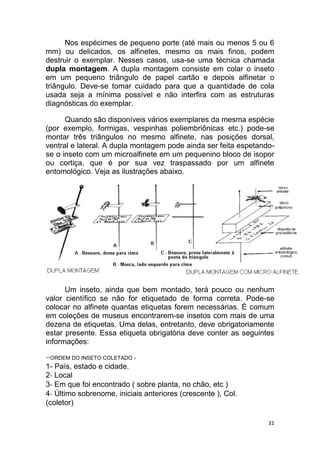 31
Nos espécimes de pequeno porte (até mais ou menos 5 ou 6
mm) ou delicados, os alfinetes, mesmo os mais finos, podem
destruir o exemplar. Nesses casos, usa-se uma técnica chamada
dupla montagem. A dupla montagem consiste em colar o inseto
em um pequeno triângulo de papel cartão e depois alfinetar o
triângulo. Deve-se tomar cuidado para que a quantidade de cola
usada seja a mínima possível e não interfira com as estruturas
diagnósticas do exemplar.
Quando são disponíveis vários exemplares da mesma espécie
(por exemplo, formigas, vespinhas poliembriônicas etc.) pode-se
montar três triângulos no mesmo alfinete, nas posições dorsal,
ventral e lateral. A dupla montagem pode ainda ser feita espetando-
se o inseto com um microalfinete em um pequenino bloco de isopor
ou cortiça, que é por sua vez traspassado por um alfinete
entomológico. Veja as ilustrações abaixo.
Um inseto, ainda que bem montado, terá pouco ou nenhum
valor científico se não for etiquetado de forma correta. Pode-se
colocar no alfinete quantas etiquetas forem necessárias. É comum
em coleções de museus encontrarem-se insetos com mais de uma
dezena de etiquetas. Uma delas, entretanto, deve obrigatoriamente
estar presente. Essa etiqueta obrigatória deve conter as seguintes
informações:
-ORDEM DO INSETO COLETADO -
1- País, estado e cidade.
2‐ Local
3‐ Em que foi encontrado ( sobre planta, no chão, etc )
4‐ Último sobrenome, iniciais anteriores (crescente ), Col.
(coletor)
 