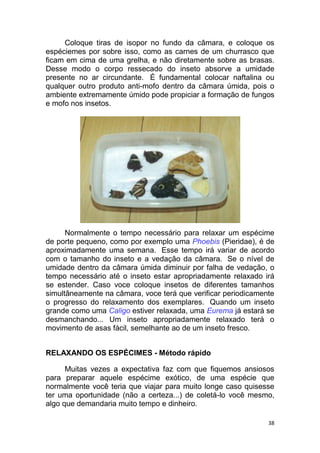 38
Coloque tiras de isopor no fundo da câmara, e coloque os
espéciemes por sobre isso, como as carnes de um churrasco que
ficam em cima de uma grelha, e não diretamente sobre as brasas.
Desse modo o corpo ressecado do inseto absorve a umidade
presente no ar circundante. É fundamental colocar naftalina ou
qualquer outro produto anti-mofo dentro da câmara úmida, pois o
ambiente extremamente úmido pode propiciar a formação de fungos
e mofo nos insetos.
Normalmente o tempo necessário para relaxar um espécime
de porte pequeno, como por exemplo uma Phoebis (Pieridae), é de
aproximadamente uma semana. Esse tempo irá variar de acordo
com o tamanho do inseto e a vedação da câmara. Se o nível de
umidade dentro da câmara úmida diminuir por falha de vedação, o
tempo necessário até o inseto estar apropriadamente relaxado irá
se estender. Caso voce coloque insetos de diferentes tamanhos
simultâneamente na câmara, voce terá que verificar periodicamente
o progresso do relaxamento dos exemplares. Quando um inseto
grande como uma Caligo estiver relaxada, uma Eurema já estará se
desmanchando... Um inseto apropriadamente relaxado terá o
movimento de asas fácil, semelhante ao de um inseto fresco.
RELAXANDO OS ESPÉCIMES - Método rápido
Muitas vezes a expectativa faz com que fiquemos ansiosos
para preparar aquele espécime exótico, de uma espécie que
normalmente você teria que viajar para muito longe caso quisesse
ter uma oportunidade (não a certeza...) de coletá-lo você mesmo,
algo que demandaria muito tempo e dinheiro.
 