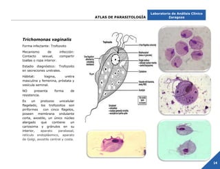 Comprehensive Atlas of Parasitology: Identification and Classification ...