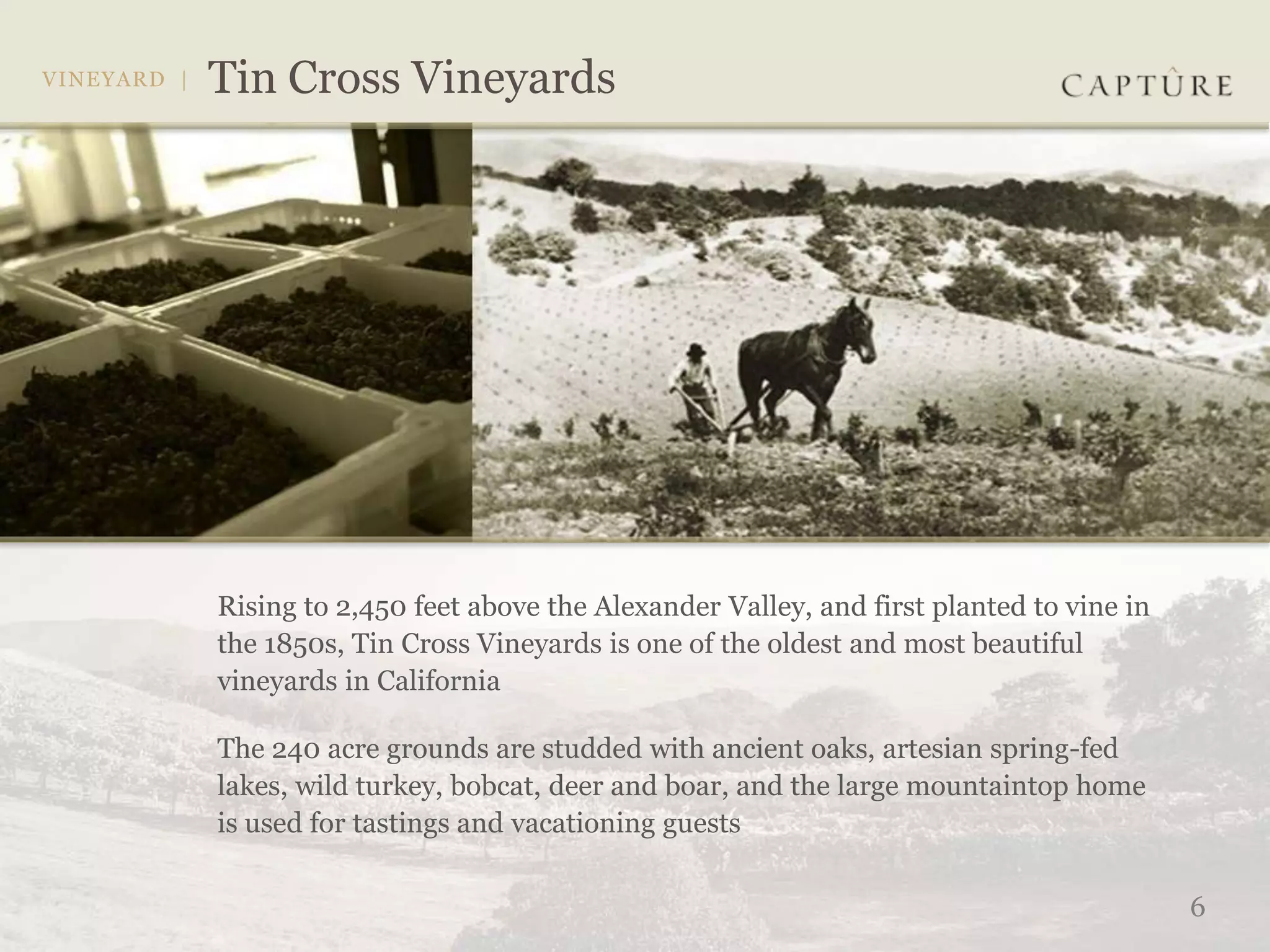 Rising to 2,450 feet above the Alexander Valley, and first planted to vine in
the 1850s, Tin Cross Vineyards is one of the oldest and most beautiful
vineyards in California

The 240 acre grounds are studded with ancient oaks, artesian spring-fed
lakes, wild turkey, bobcat, deer and boar, and the large mountaintop home
is used for tastings and vacationing guests

                                                                                6
 