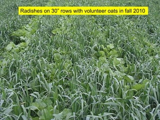 Radishes on 30” rows with volunteer oats in fall 2010
 