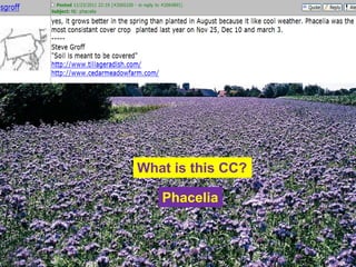 What is this CC?

   Phacelia
 