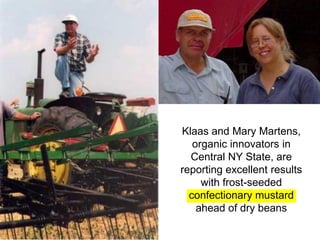 Klaas and Mary Martens,
   organic innovators in
  Central NY State, are
reporting excellent results
     with frost-seeded
  confectionary mustard
    ahead of dry beans
 