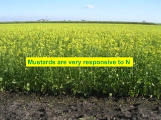 Mustards are very responsive to N
 