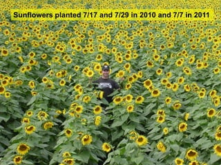 Sunflowers planted 7/17 and 7/29 in 2010 and 7/7 in 2011
 