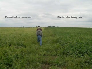Planted before heavy rain   Planted after heavy rain
 