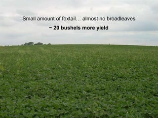 Small amount of foxtail… almost no broadleaves
          ~ 20 bushels more yield
 