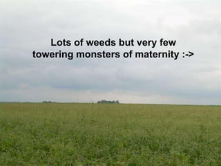 Lots of weeds but very few
towering monsters of maternity :->
 