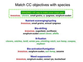Match CC objectives with species
                            Grazing
               GRAZING = #1 way to make cover crops pay!
    brassicas, clovers, small grains, a. ryegrass, sorghum-sudan

                    Nutrient scavenging/cycling
               brassicas, small grains, annual ryegrass

                             Bio-drilling
                   brassicas, sugarbeet, sunflower,
                 sorghum-sudan sweet clover, alfalfa

                              N-fixation
clovers, vetches, lentil, winter pea, chickling vetch, sun hemp, cowpea,
                                  soybean

                     Bio-activation/fumigation
            brassicas, sorghum-sudan, sun hemp, sesame

                         Weed suppression
          brassicas, sorghum-sudan, cereal rye, buckwheat
 