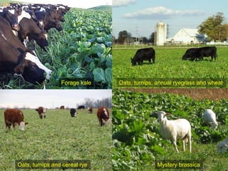 Forage kale   Oats, turnips, annual ryegrass and wheat




Oats, turnips and cereal rye                 Mystery brassica
 
