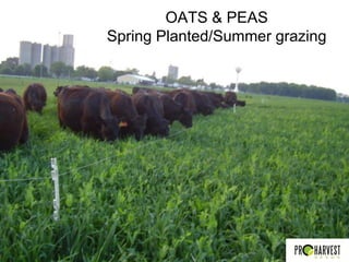 OATS & PEAS
Spring Planted/Summer grazing
 