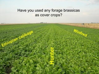 Have you used any forage brassicas
         as cover crops?




                 Hunter
 