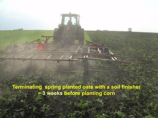 Terminating spring planted oats with a soil finisher
          ~ 3 weeks before planting corn
 