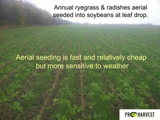 Annual ryegrass & radishes aerial
            seeded into soybeans at leaf drop.




Aerial seeding is fast and relatively cheap
       but more sensitive to weather
 