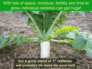 With lots of space, moisture, fertility and time to
    grow, individual radishes can get huge!




        but a good stand of 1” radishes
       will probably do more for your soil!
 