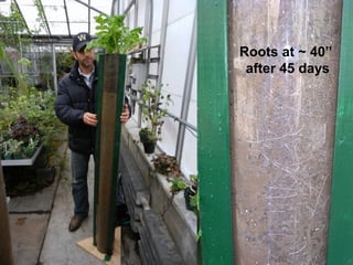 Roots at ~ 40”
 after 45 days
 