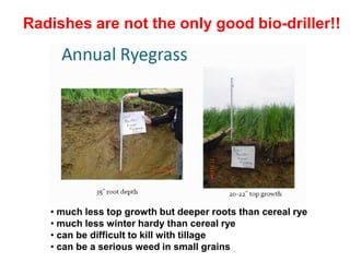 Radishes are not the only good bio-driller!!




   • much less top growth but deeper roots than cereal rye
   • much less winter hardy than cereal rye
   • can be difficult to kill with tillage
   • can be a serious weed in small grains
 