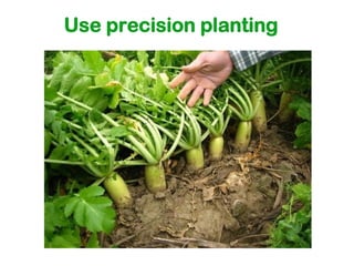 Use precision planting
 