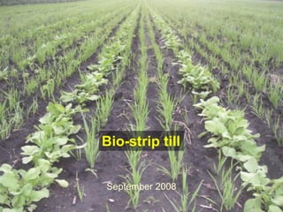 Bio-strip till


September 2008
 