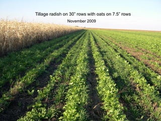 Tillage radish on 30” rows with oats on 7.5” rows
                November 2009
 