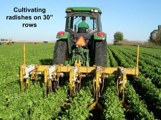 Cultivating
radishes on 30”
     rows
 