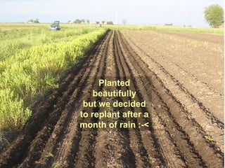 Planted
    beautifully
 but we decided
to replant after a
month of rain :-<
 