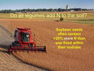 Do all legumes add N to the soil?

                   Soybean seeds
                    often contain
                  >25% more N than
                   was fixed within
                    their nodules
 