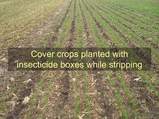 Cover crops planted with
insecticide boxes while stripping
 