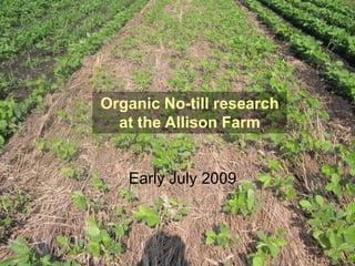 Organic No-till research
  at the Allison Farm


   Early July 2009
 